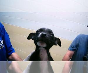 American Pit Bull Terrier-Unknown Mix Dogs for adoption in Tulsa, OK, USA