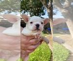 Small Photo #3 French Bulldog Puppy For Sale in ATWATER, CA, USA