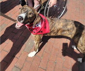 Mutt Dogs for adoption in Wakefield, RI, USA