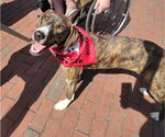 Gertrude Rose *LOCAL* - Female Mutt Dog for Adoption - Small photo