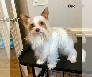 Father of the Yorkshire Terrier puppies born on 06/05/2025