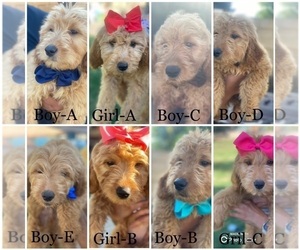 Goldendoodle Puppy for sale in NORCO, CA, USA
