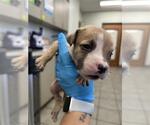 Small American Staffordshire Terrier