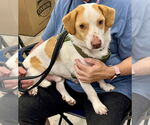 Small Beagle Mix