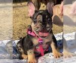 Small French Bulldog