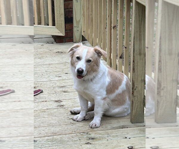 Medium Photo #3 Border Collie-Unknown Mix Puppy For Sale in Boston, MA, USA