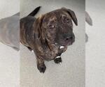Small #1 Mutt