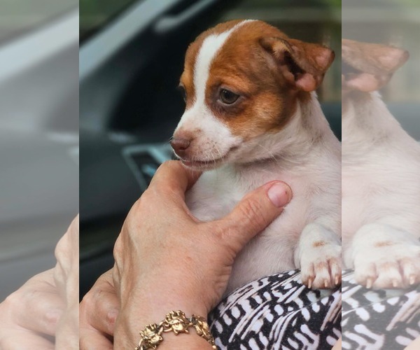 Medium Photo #2 Chihuahua-Unknown Mix Puppy For Sale in Wakefield, RI, USA