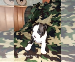 Boston Terrier Puppy for sale in WARSAW, OH, USA