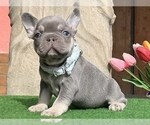 Small #1 French Bulldog