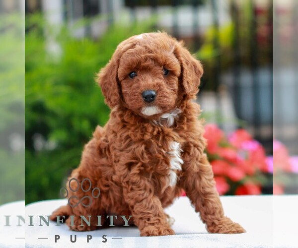 Medium Photo #1 Cavapoo (Miniature) Puppy For Sale in LITITZ, PA, USA