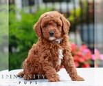 Small Cavapoo (Miniature)