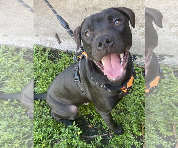 Medium Photo #1 Mutt Puppy For Sale in Miami, FL, USA
