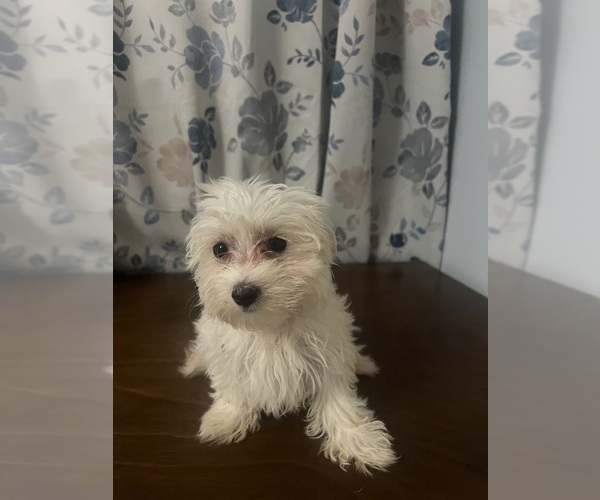 Medium Photo #2 Maltese Puppy For Sale in DURHAM, CT, USA