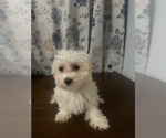 Small #1 Maltese