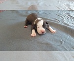 Small #1 American Pit Bull Terrier