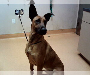 Mutt Dogs for adoption in Martinez, CA, USA