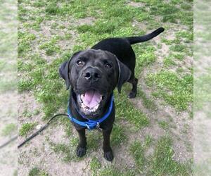 Labrador Retriever Dogs for adoption in Boston, MA, USA