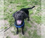 Small Labrador Retriever