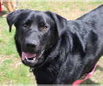 Small #2 Labrador Retriever Mix