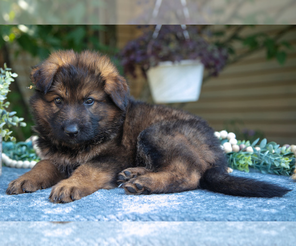 Medium Photo #25 German Shepherd Dog Puppy For Sale in MANTON, MI, USA