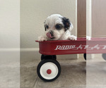 Small #1 Yorkshire Terrier