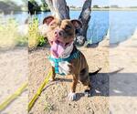 Small #1 American Pit Bull Terrier Mix