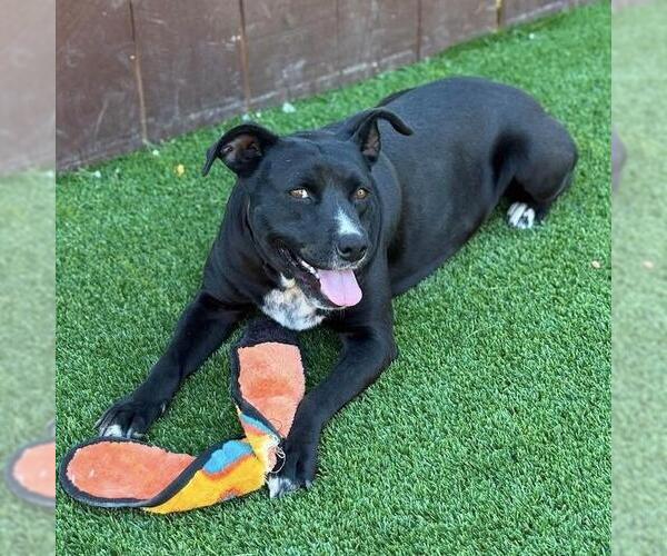 Medium Photo #14 Mutt Puppy For Sale in San Diego, CA, USA