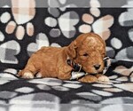 Small Photo #2 Cavachon-Poodle (Miniature) Mix Puppy For Sale in BIRD IN HAND, PA, USA