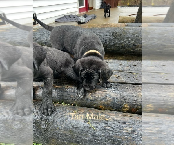 Medium Photo #20 Cane Corso-German Shorthaired Pointer Mix Puppy For Sale in CLAY CITY, KY, USA