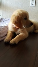 Golden Retriever Puppy for sale in RUNNING SPRINGS, CA, USA