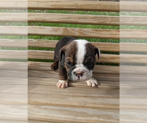 Medium Photo #6 English Bulldog Puppy For Sale in SPENCER, TN, USA