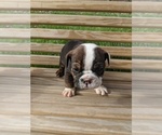 Small Photo #6 English Bulldog Puppy For Sale in SPENCER, TN, USA