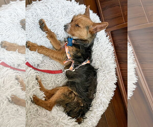 Medium Photo #5 Mutt Puppy For Sale in Corona, CA, USA