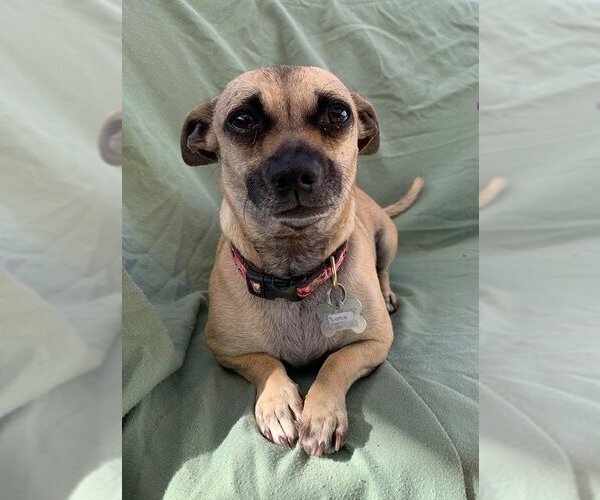 Medium Photo #18 Chiweenie Puppy For Sale in Phoenix, AZ, USA