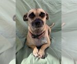 Small Photo #18 Chiweenie Puppy For Sale in Phoenix, AZ, USA