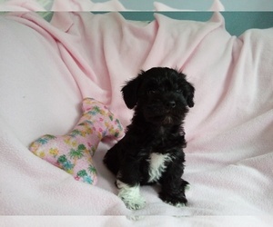 Poodle (Toy)-Schnauzer (Miniature) Mix Puppy for sale in LAUREL, MS, USA
