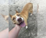 Small #1 Basenji Mix