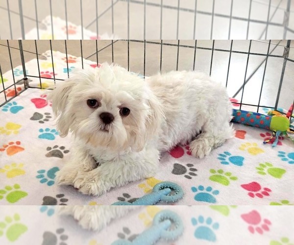 Medium Photo #8 Shih Tzu Puppy For Sale in ORO VALLEY, AZ, USA