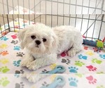 Small #7 Shih Tzu