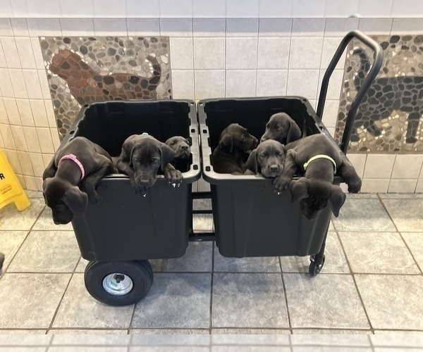 Medium Photo #1 Great Dane Puppy For Sale in SPRINGFIELD, OH, USA