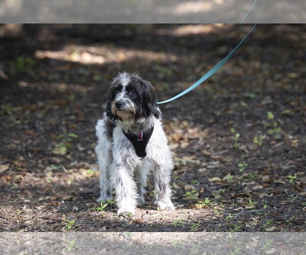 Medium Photo #9 Colonial Cocker Spaniel-Poodle (Miniature) Mix Puppy For Sale in Arlington, VA, USA