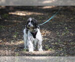 Small #8 Colonial Cocker Spaniel-Poodle (Miniature) Mix