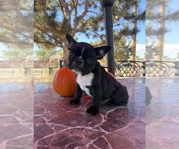Medium Photo #18 French Bulldog Puppy For Sale in YUCCA VALLEY, CA, USA