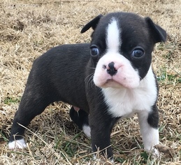 Boston Terrier Puppy for sale in FOYIL, OK, USA