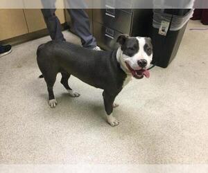 Mutt Dogs for adoption in Riverside, CA, USA