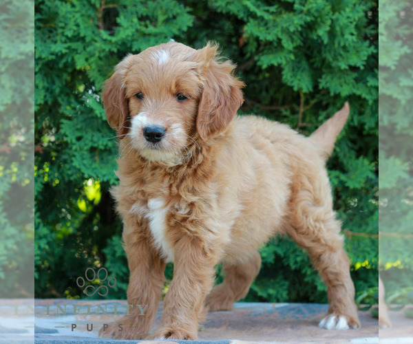 Medium Photo #4 Goldendoodle Puppy For Sale in LITITZ, PA, USA