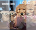 Small Photo #3 Goldendoodle Puppy For Sale in NORTH KINGSTOWN, RI, USA