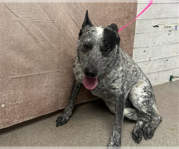 Medium Photo #1 Mutt Puppy For Sale in San Bernardino, CA, USA