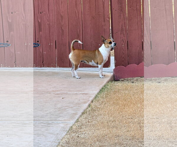 Medium Photo #2 Chihuahua-Unknown Mix Puppy For Sale in Grafton, WI, USA